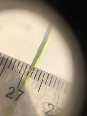 Carex billingsii