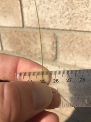 Carex billingsii