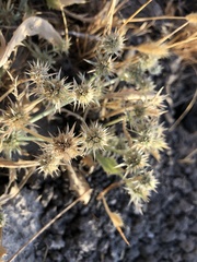 Eryngium aristulatum