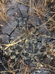 Eryngium aristulatum