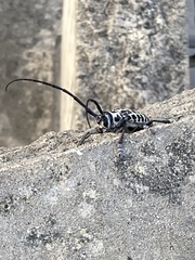 Plectrodera scalator