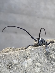 Plectrodera scalator