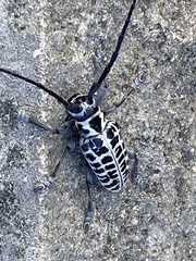 Plectrodera scalator