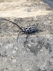 Plectrodera scalator