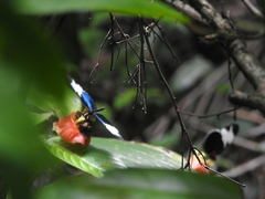 Heliconius sapho leuce