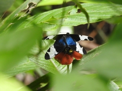 Heliconius sapho leuce