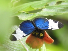 Heliconius sapho leuce
