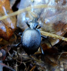 Scaphinotus interruptus