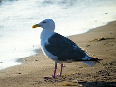 Larus schistisagus