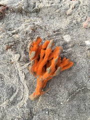 Axinella polycapella