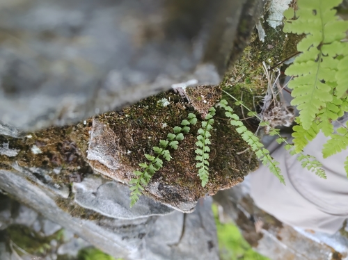 Smooth woodsia (Woodsia glabella)