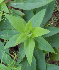 Angiospermae
