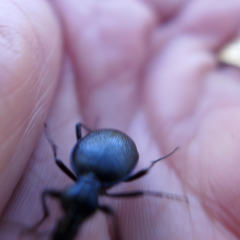 Scaphinotus interruptus