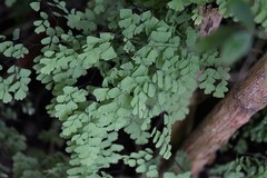 Adiantum andicola