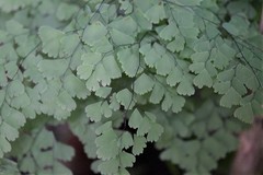 Adiantum andicola