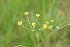 Donnellsmithia juncea