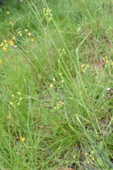Donnellsmithia juncea
