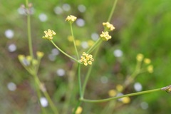 Donnellsmithia juncea