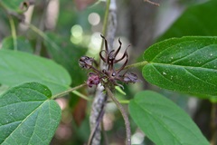 Matelea medusae