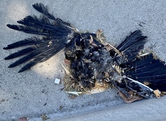 Corvus brachyrhynchos