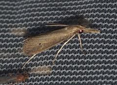 Donacaula unipunctellus