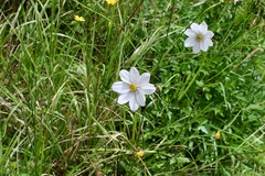 Cosmos diversifolius