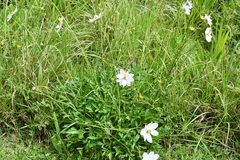 Cosmos diversifolius