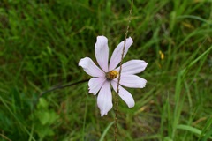 Cosmos diversifolius