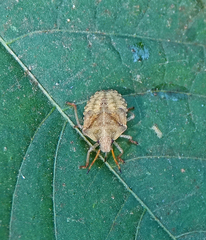 Euschistus