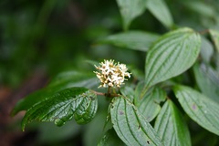 Cornus excelsa