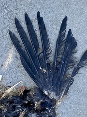 Corvus brachyrhynchos