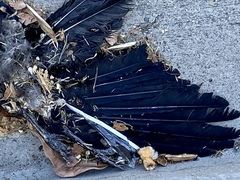 Corvus brachyrhynchos