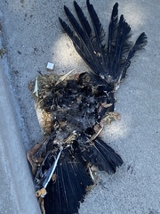 Corvus brachyrhynchos