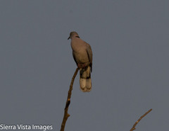 Streptopelia decipiens