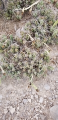 Grusonia aggeria