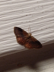 Leptostales ferruminaria