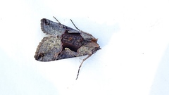 Autographa ampla
