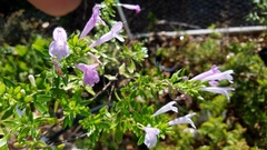 Poliomintha longiflora