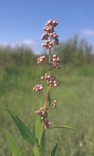 Gluosnialapė lanksva nuotrauka