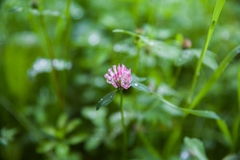 Trifolium medium