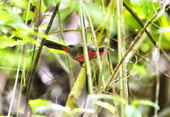 Rhodinocichla rosea
