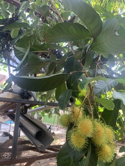 Nephelium lappaceum