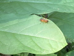 Theronia