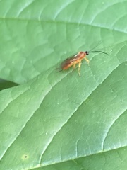Theronia