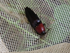 Parallelostethus attenuatus