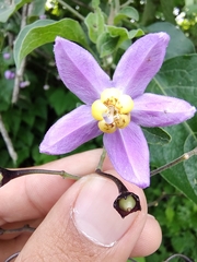 Solanum dulcamaroides