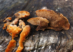 Gloeophyllum trabeum