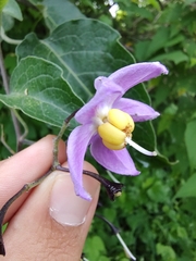 Solanum dulcamaroides