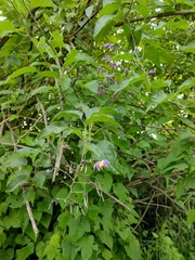 Solanum dulcamaroides