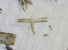 Pselnophorus